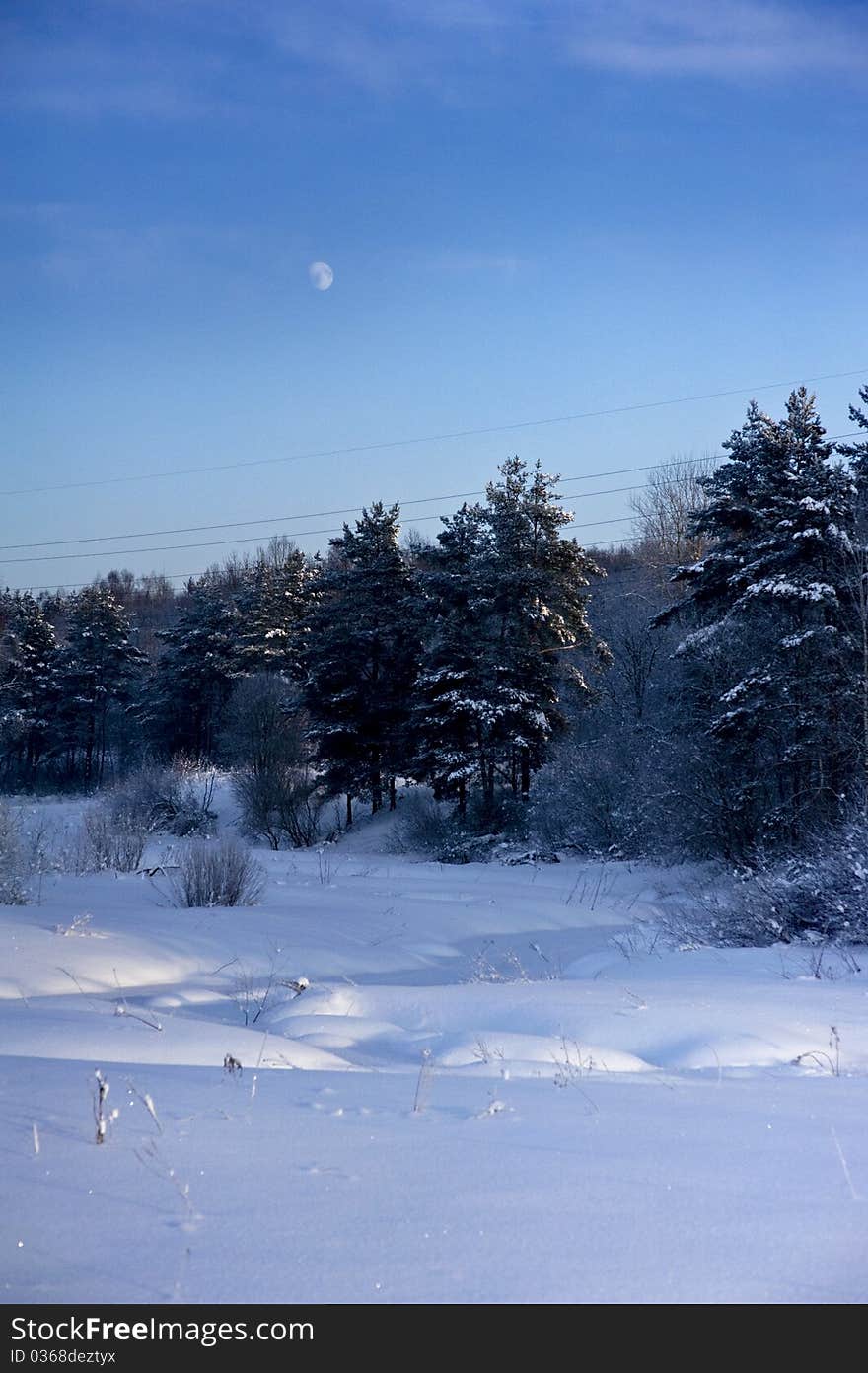 Winter trees on snow with blue sky and moon. Winter trees on snow with blue sky and moon