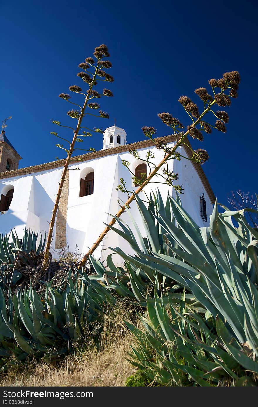 Plants And White Building