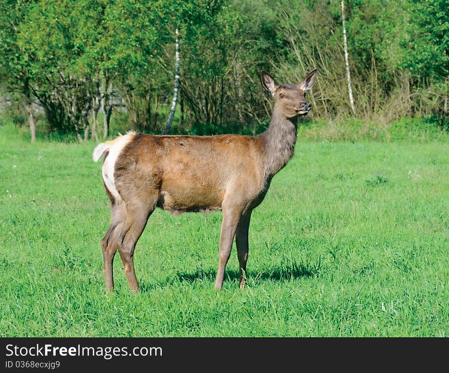 Beautiful deer look at camera