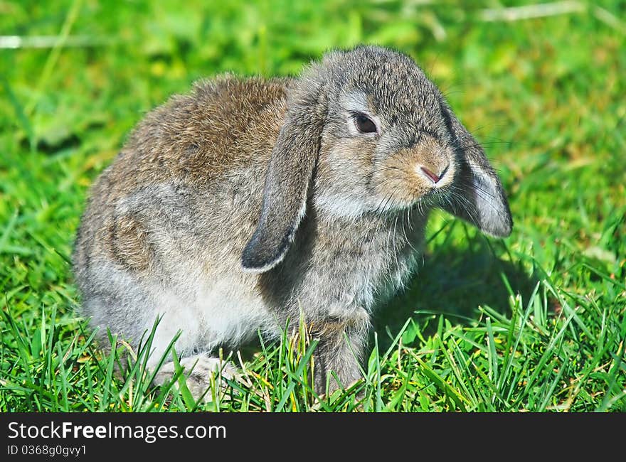 Grey rabbit sitting on green grass. Grey rabbit sitting on green grass