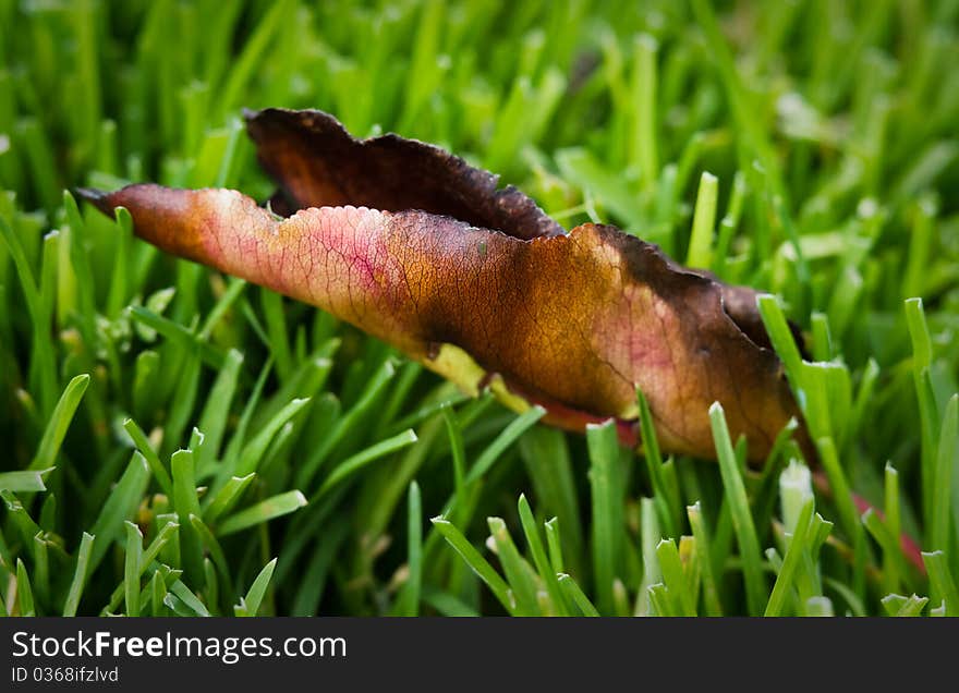 Dry leaf on green grass. Dry leaf on green grass