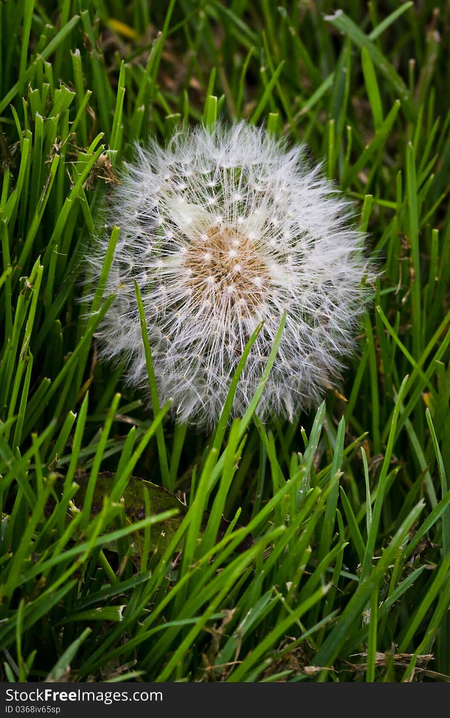 Dandelion