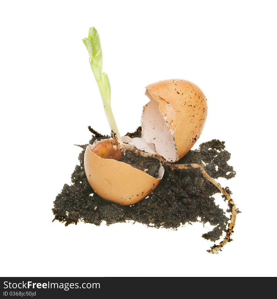 New life in the form of a plant seedling emerges from an egg and earth. New life in the form of a plant seedling emerges from an egg and earth