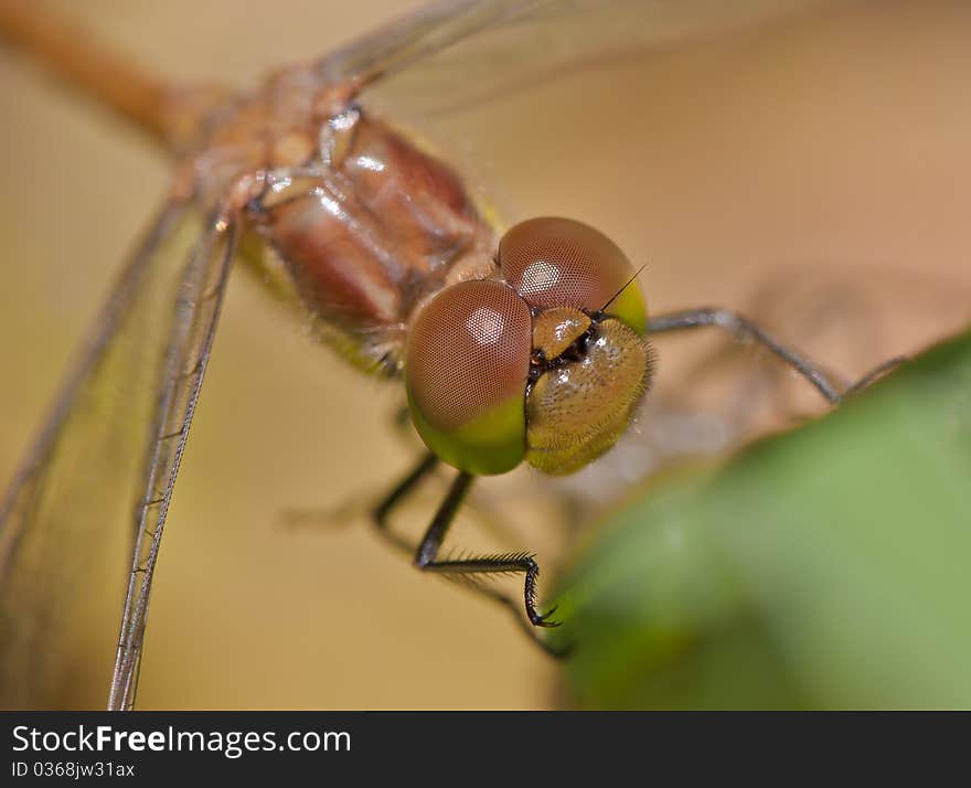 Dragonfly a few ours after transformation