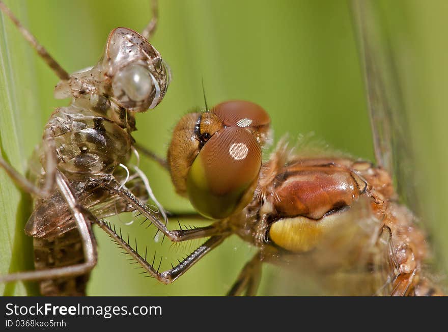 Dragonfly hang on the 'larvacoat' after transformation