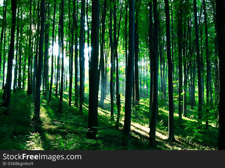 Sunshine in the green forest in summer