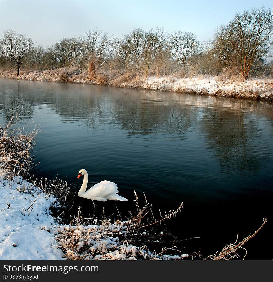 A swan on the water with snowed borders. A swan on the water with snowed borders