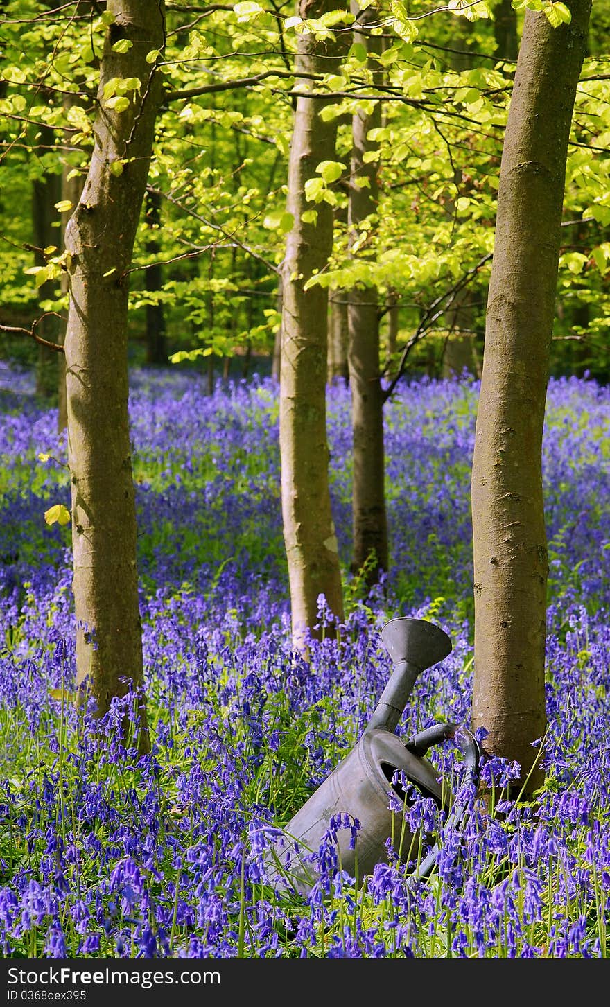 Watering can found in the forest betwween green trees and blue flowers. Watering can found in the forest betwween green trees and blue flowers