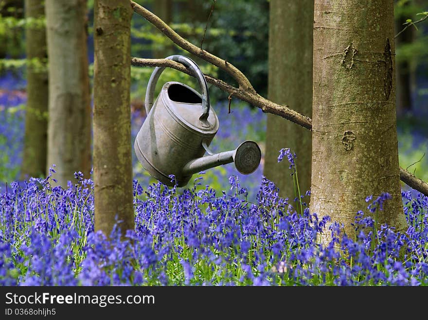 Watering Can Between Flowers