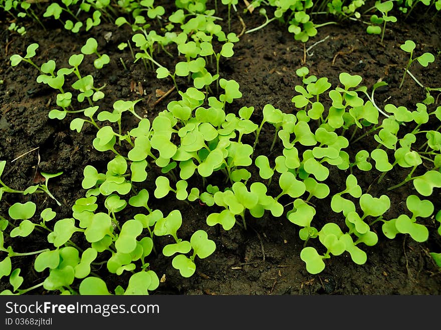 Baby vegetable it growth up. Baby vegetable it growth up