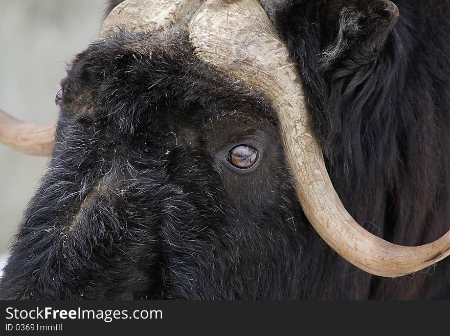 The musk-ox close up in winter.