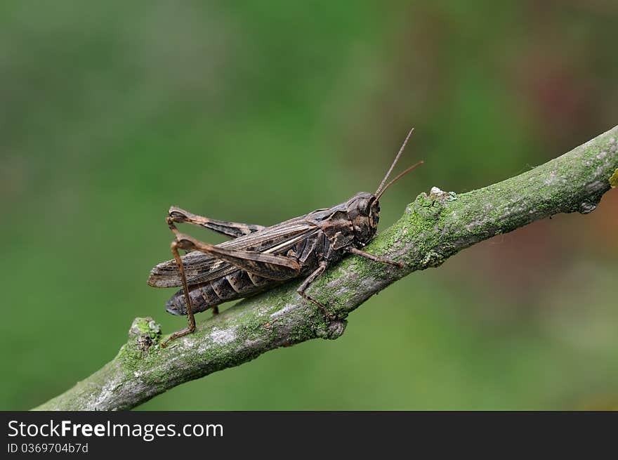 A hopper is resting on a plant