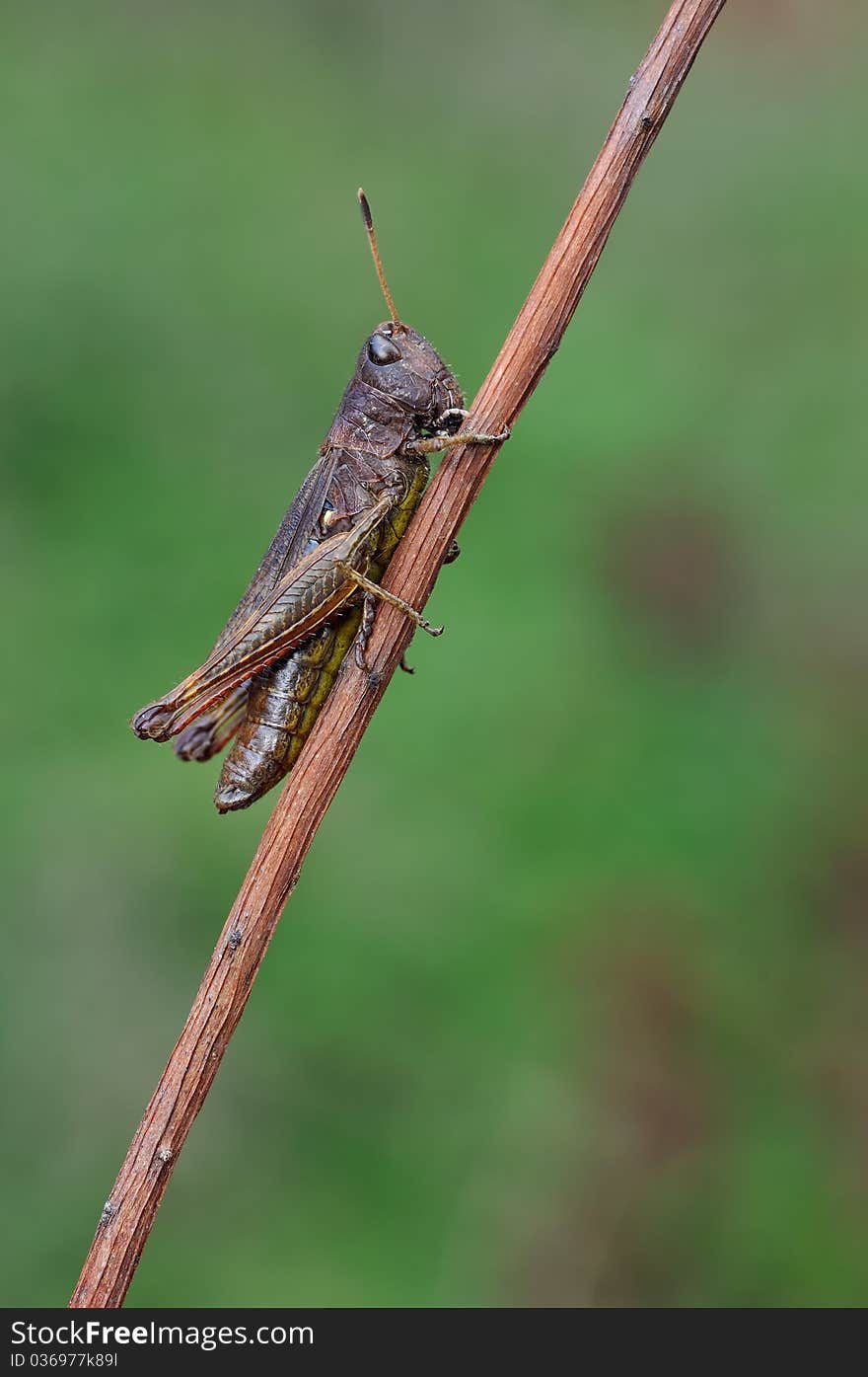 A hopper is resting on a plant