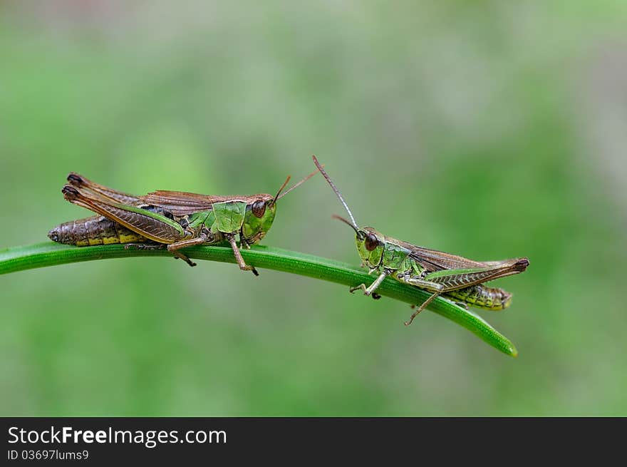 Two hoppers are resting on a plant