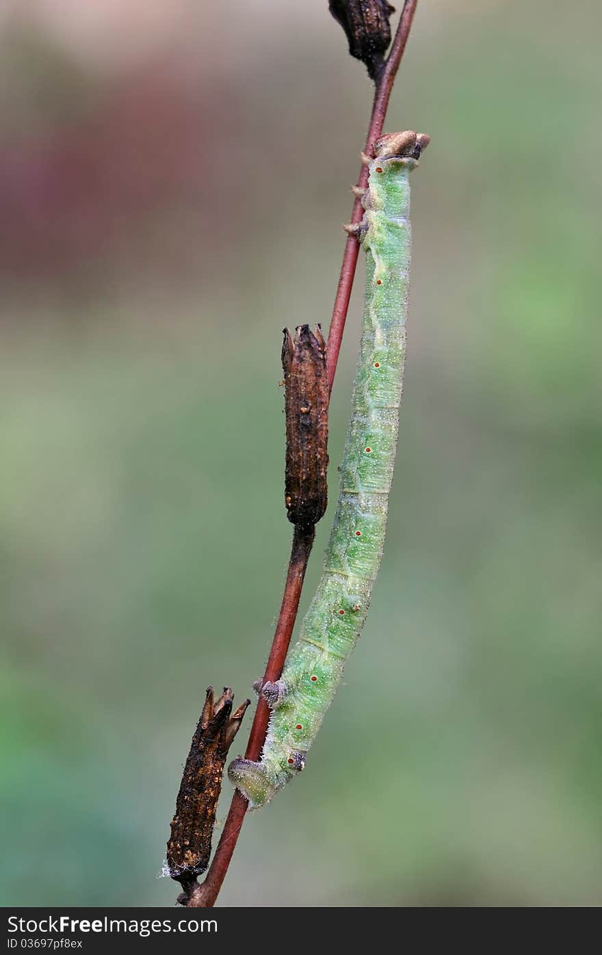 A caterpillar is resting on a plant