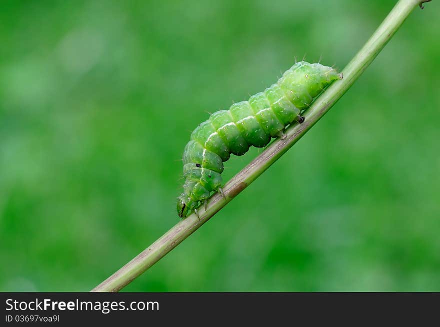 A green caterpillar is resting on a plant