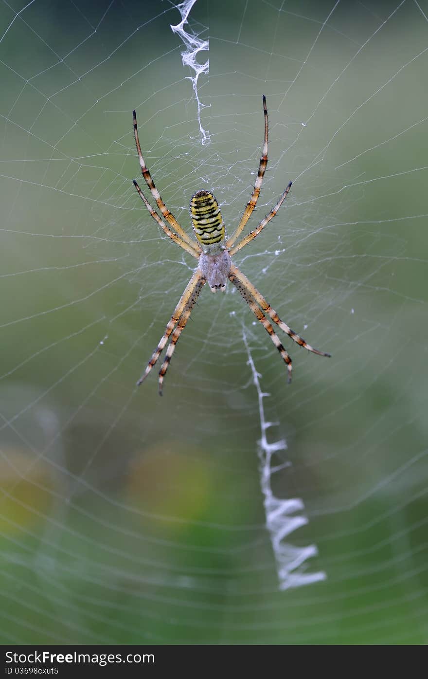 A wasp spider is waiting for a victim