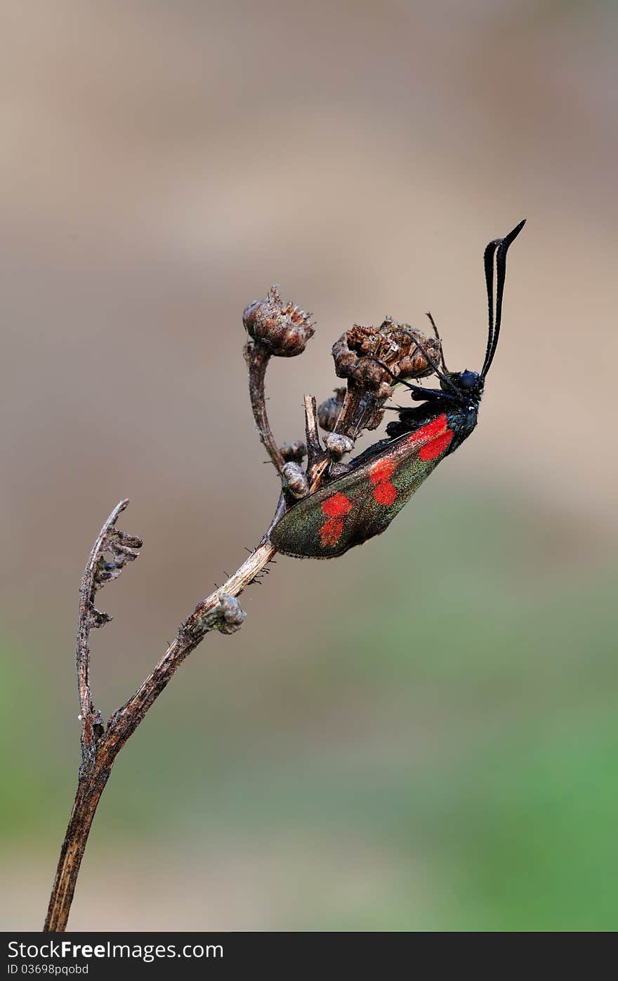 A moth is restin on a plant