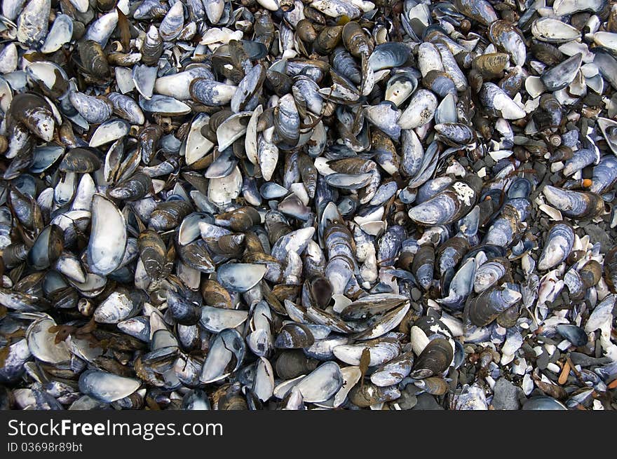 Lots of empty mussel shells. Lots of empty mussel shells