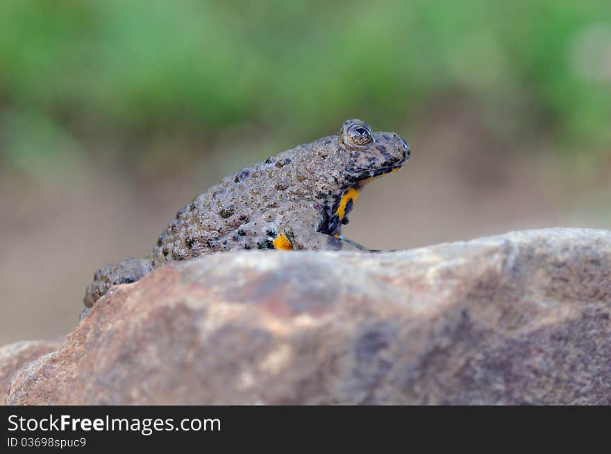 A toad with a yellow belly