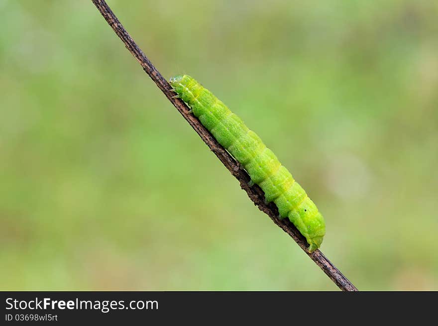 A green caterpillar is resting on a plant