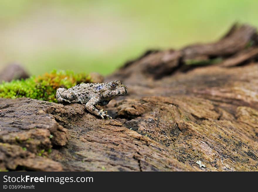 A toad with a yellow belly