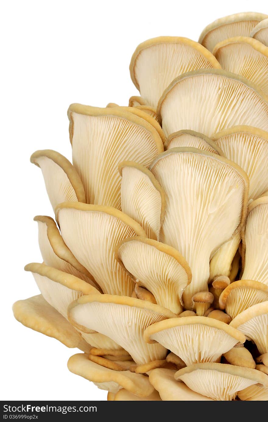 Bunch of oyster mushrooms isolated on white background