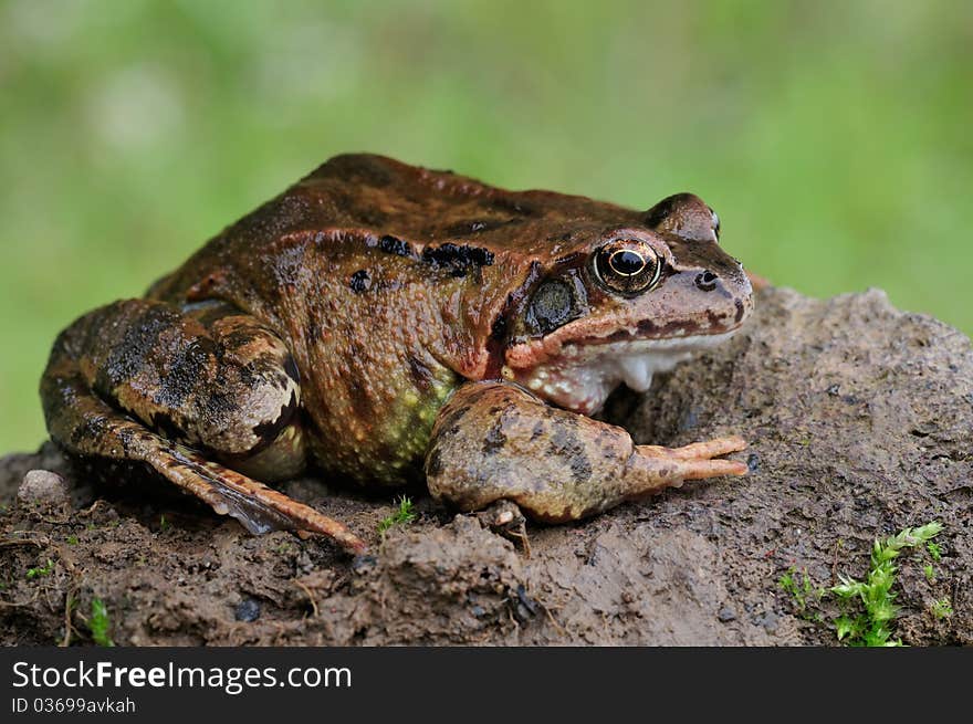 A brown frog is resting on a stone