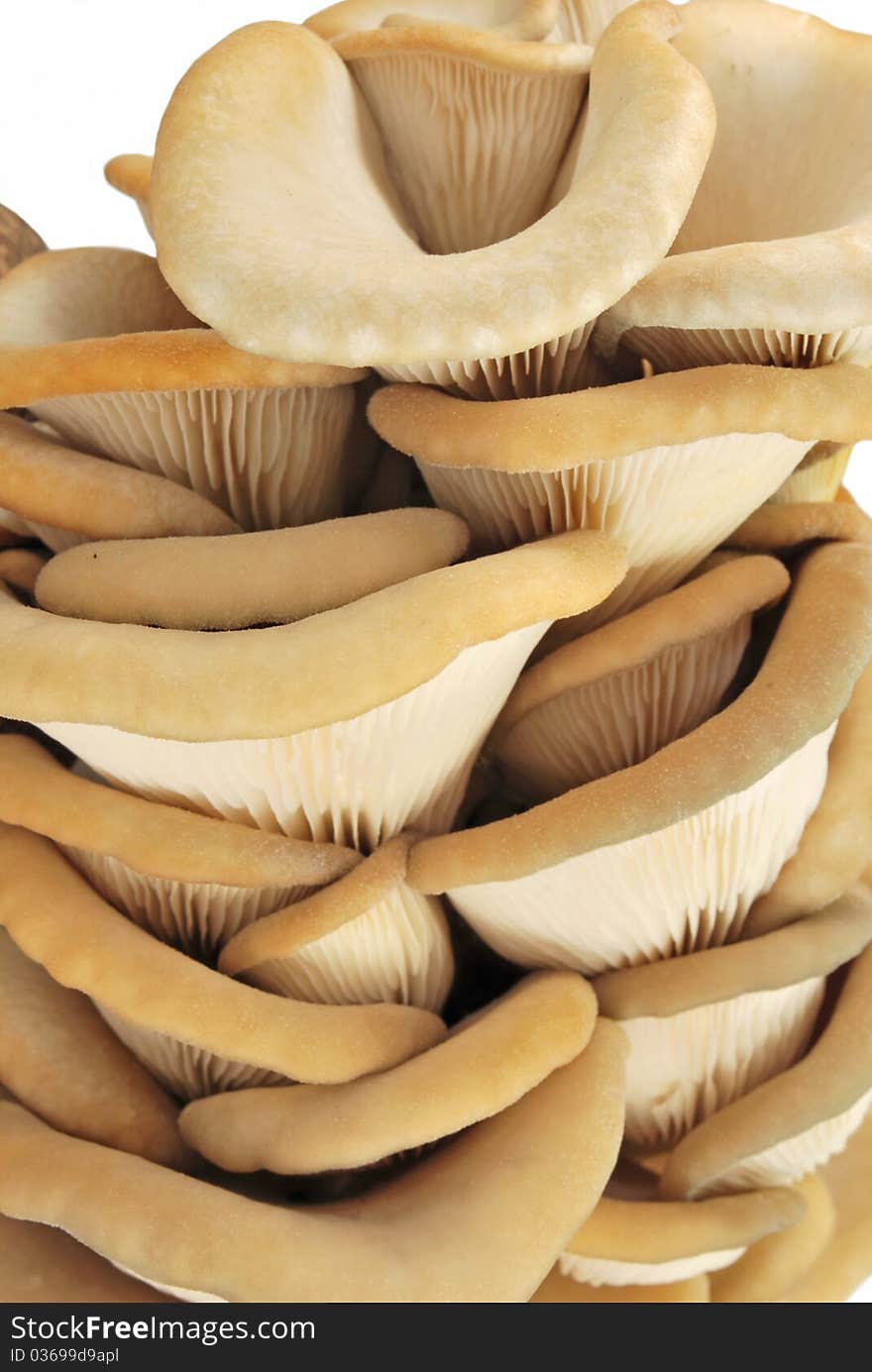 Closeup of oyster mushrooms on white