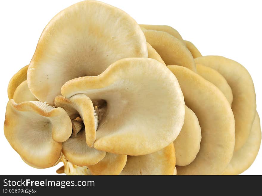 Up view of oyster mushrooms isolated