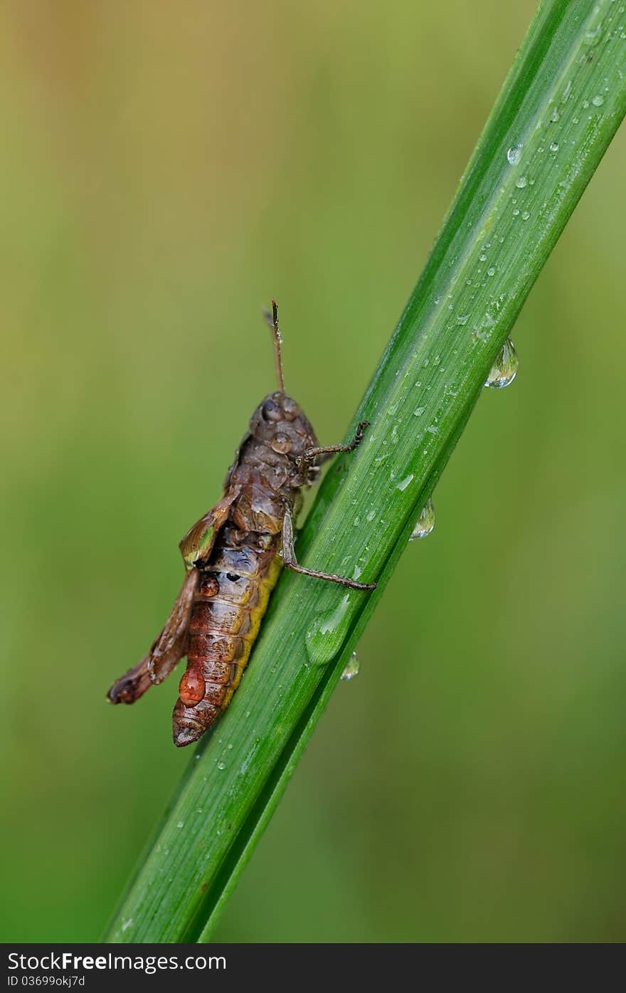 A hopper is resting on a plant