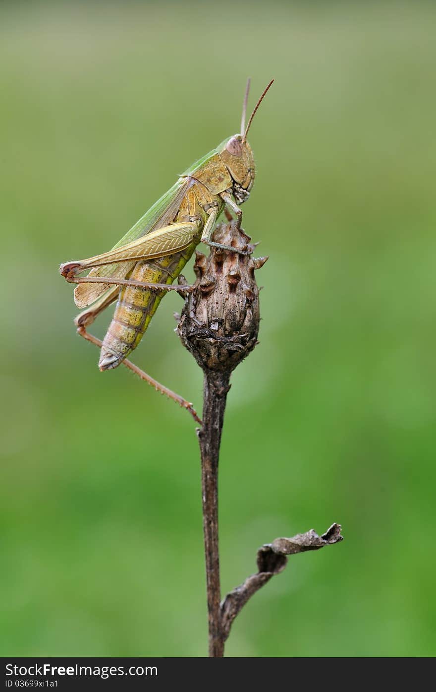 A hopper is resting on a plant