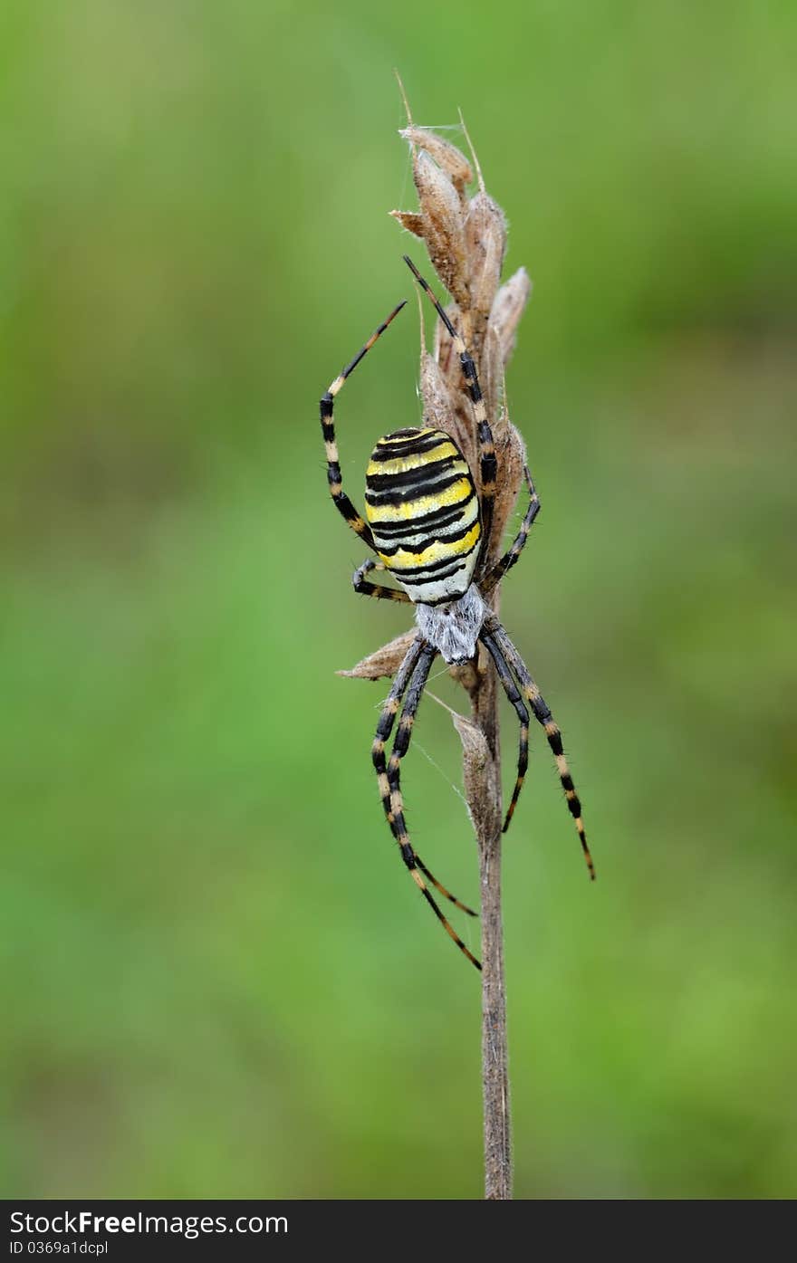 Wasp Spider