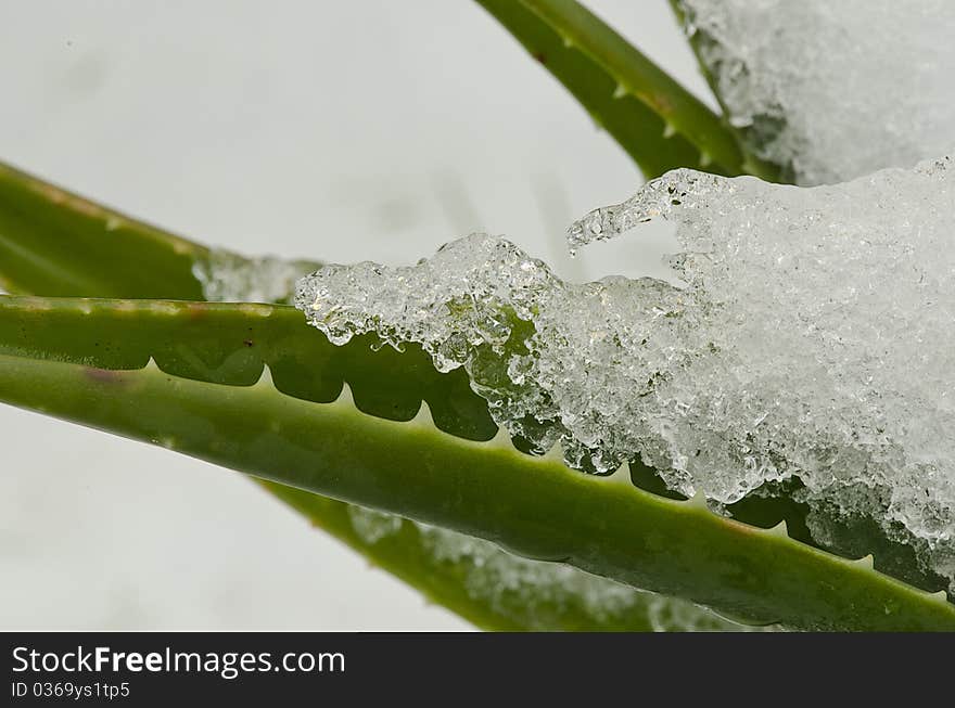 Vegetation Covered By Snow