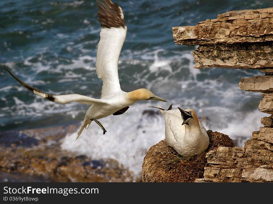 A Male Northern Gannet returns to his mate at Bempton Cliffs in Yorkshire, England. A Male Northern Gannet returns to his mate at Bempton Cliffs in Yorkshire, England.