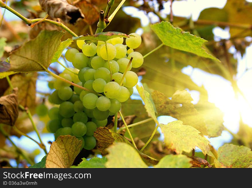 Green grapes on vine with sun