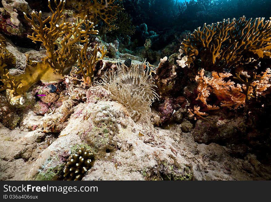 Leathery anemone life in the Red Sea.