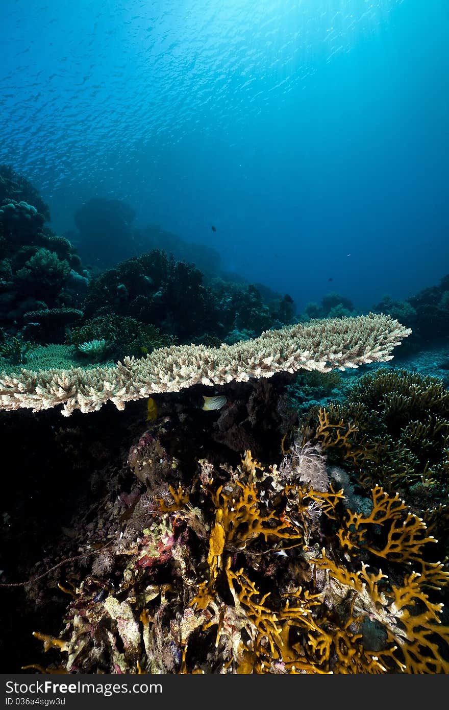 Tropical underwater life in the Red Sea.