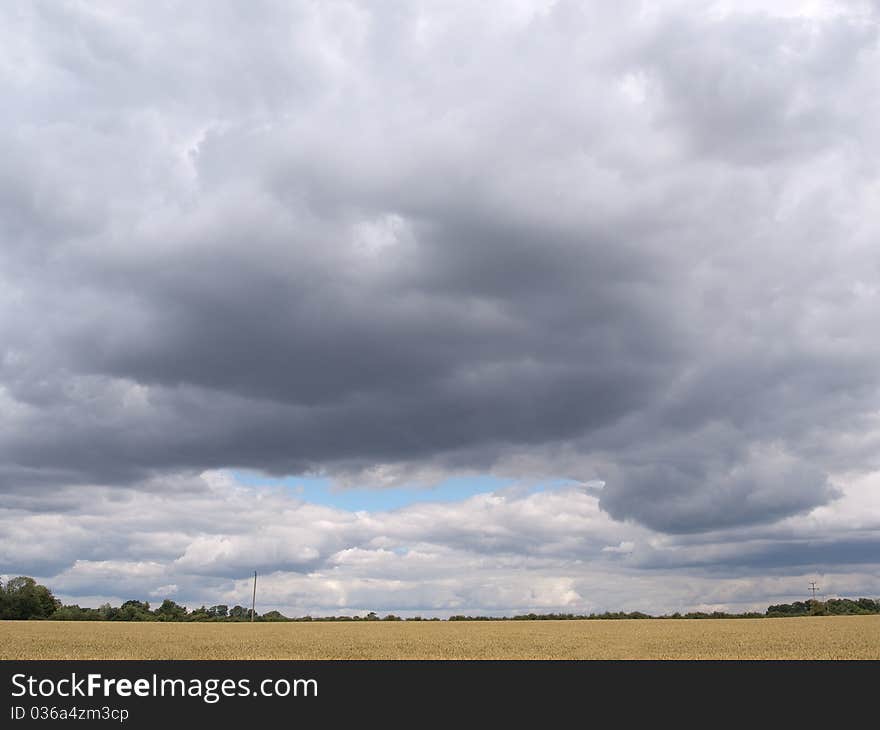 A crop in a field and white clouds and trees. A crop in a field and white clouds and trees