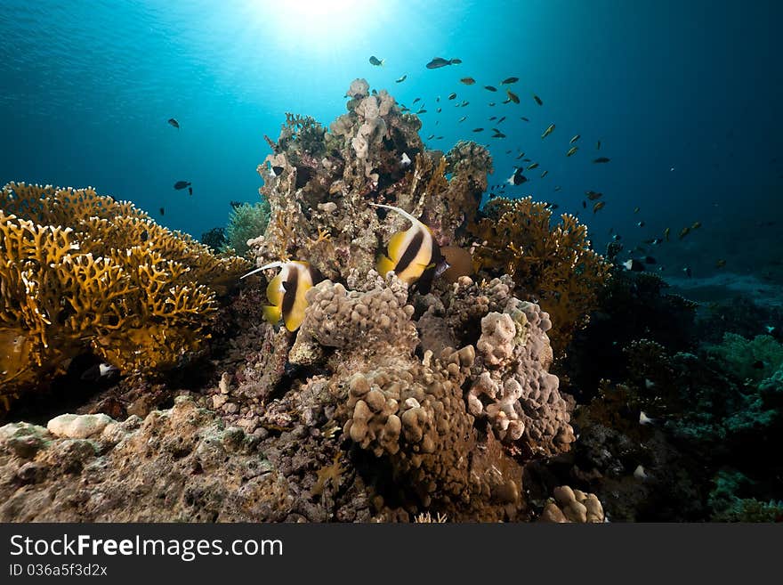 Tropical underwater life in the Red Sea.