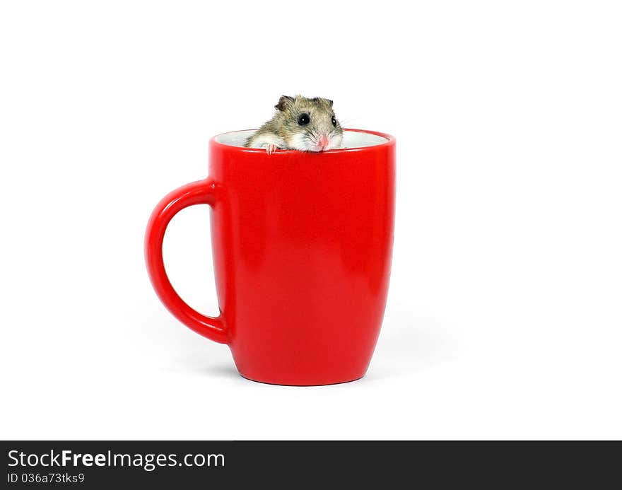 Hamster in a red mug againast a white background. Hamster in a red mug againast a white background