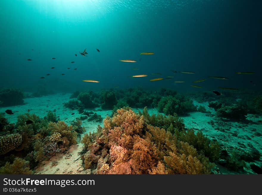 Cigar wrasses and tropical underwater life.