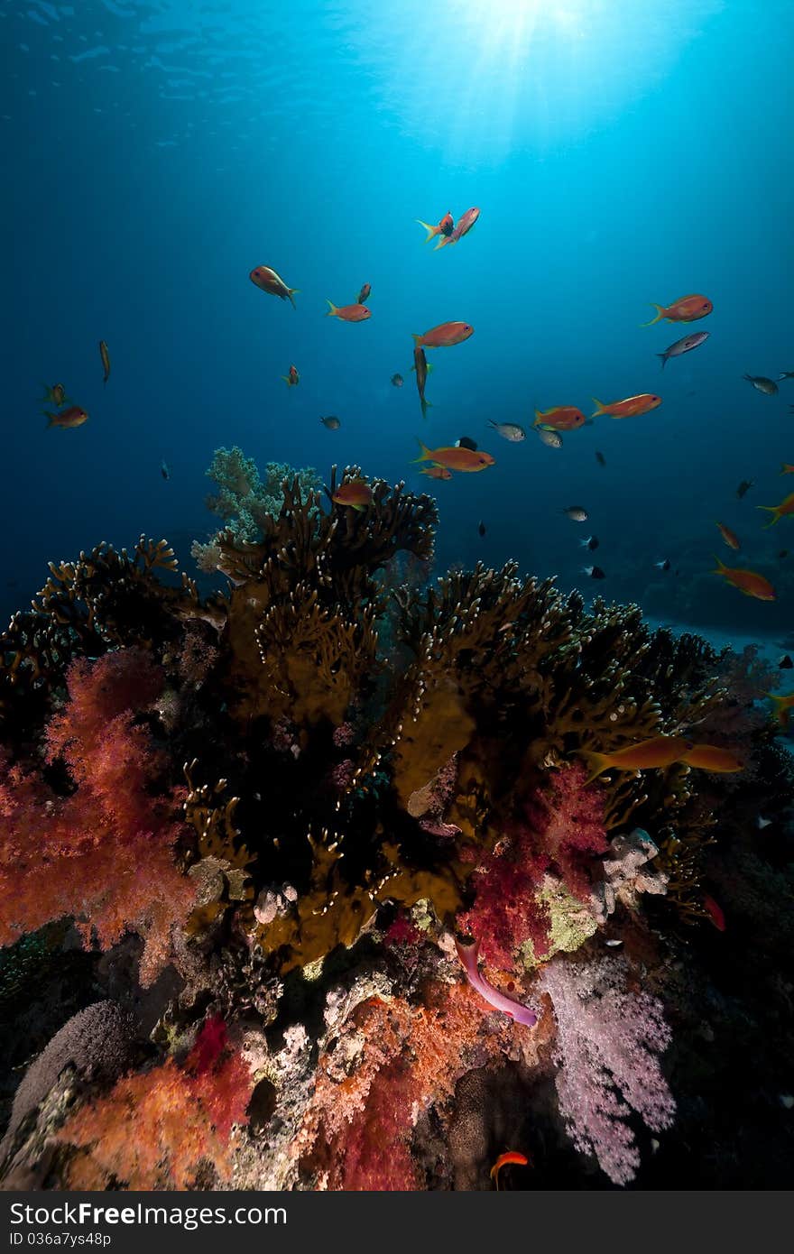 Tropical underwater life.