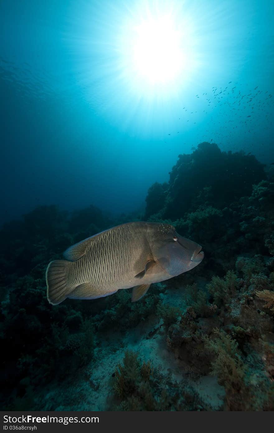 Napoleon wrasse and tropical underwater life in the Red Sea. Napoleon wrasse and tropical underwater life in the Red Sea.