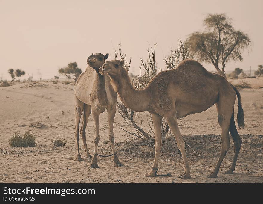 Camels Eating Pancake