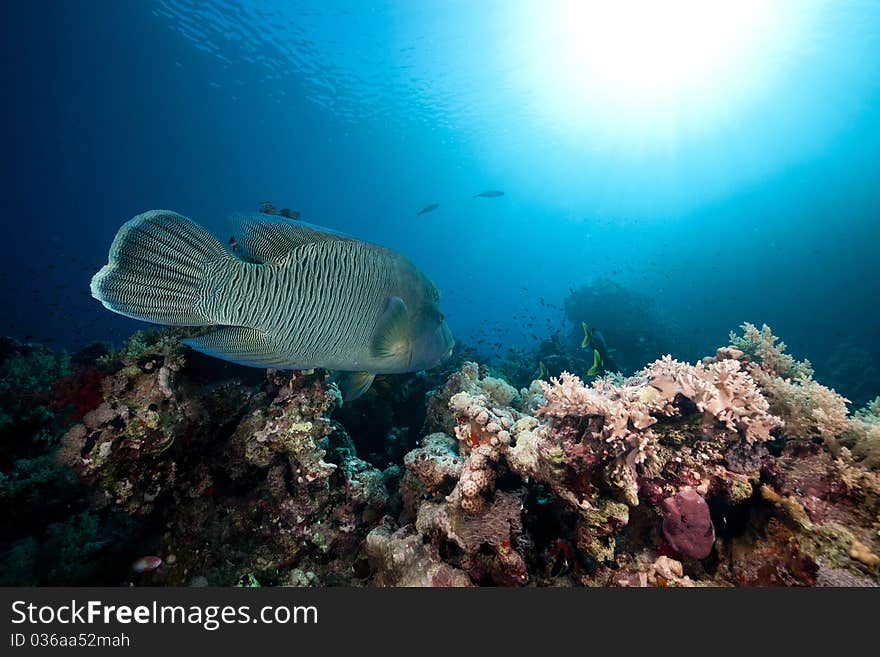 Napoleon wrasse and tropical underwater life in the Red Sea. Napoleon wrasse and tropical underwater life in the Red Sea.