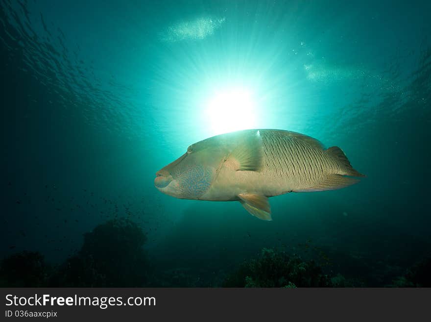 Napoleon wrasse and tropical underwater life.