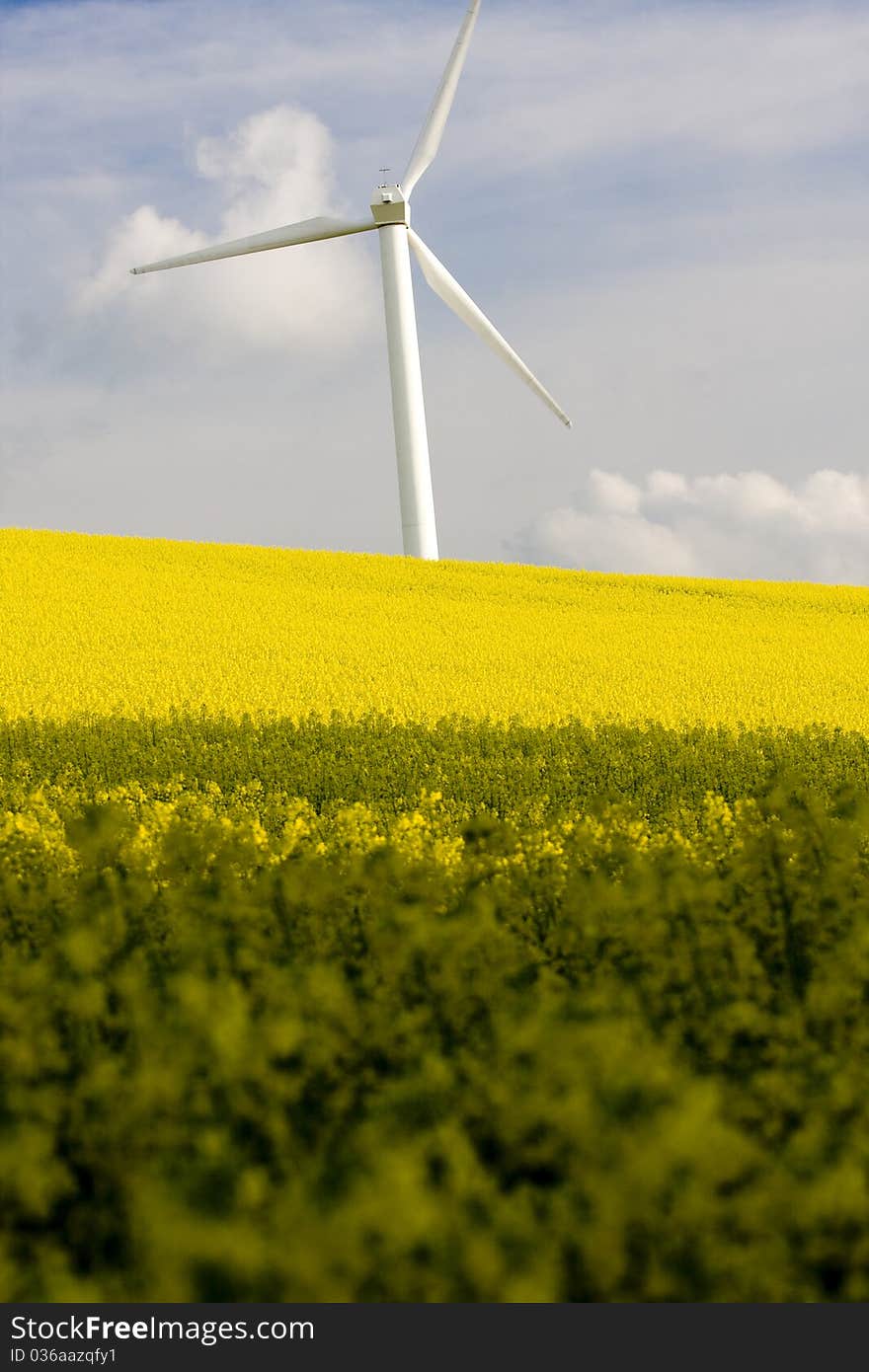 Windmill and rape field