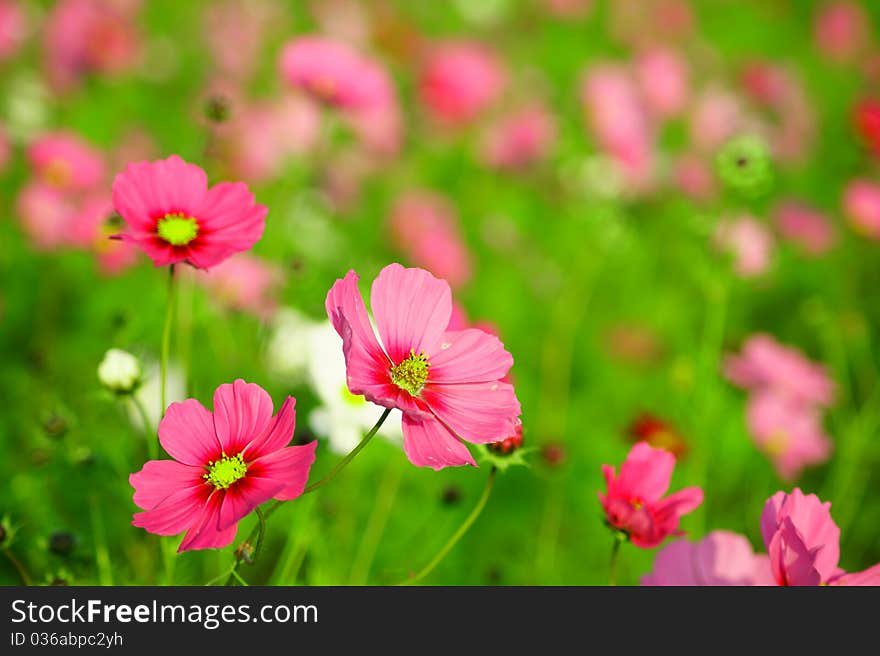 Cosmos Garden - Can Be Used As A Background