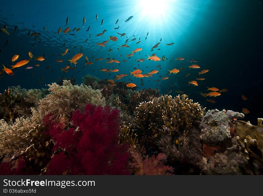 Tropical underwater life in the Red Sea.